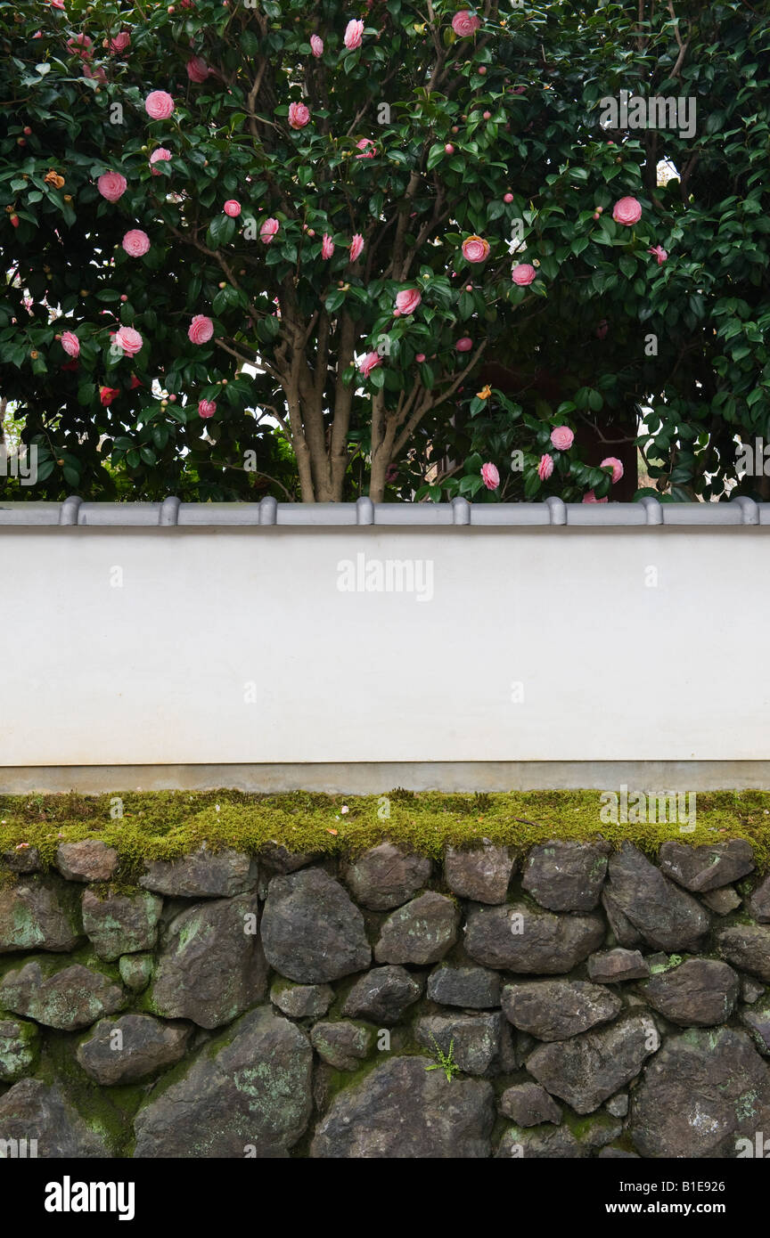 Kyoto, Japan. Camellia flowers seen over a traditional garden wall Stock Photo