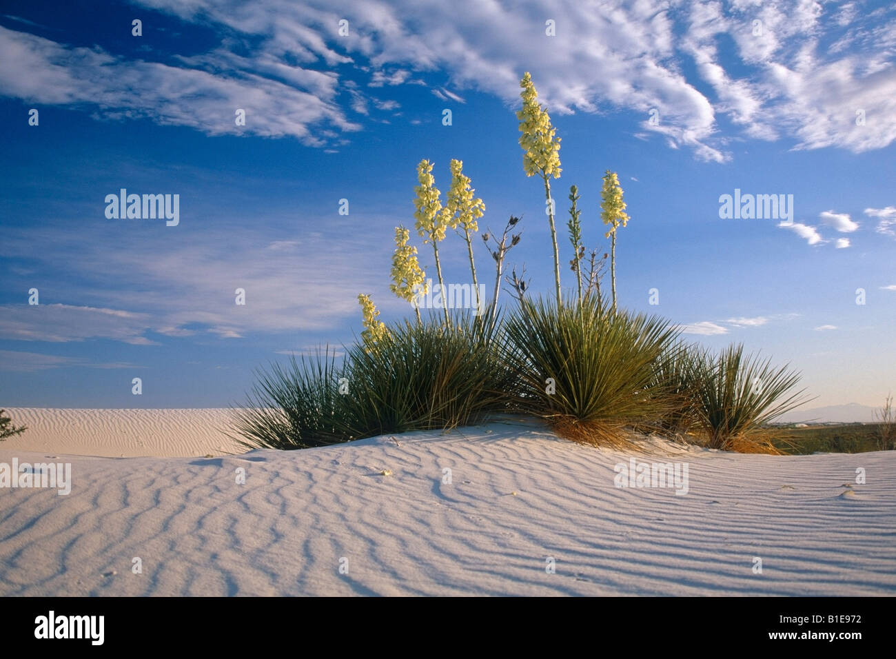Blooming Yucca Plant in middle of windblown sand dunes White Sand Dunes Nat Monument New Mexico USA Stock Photo