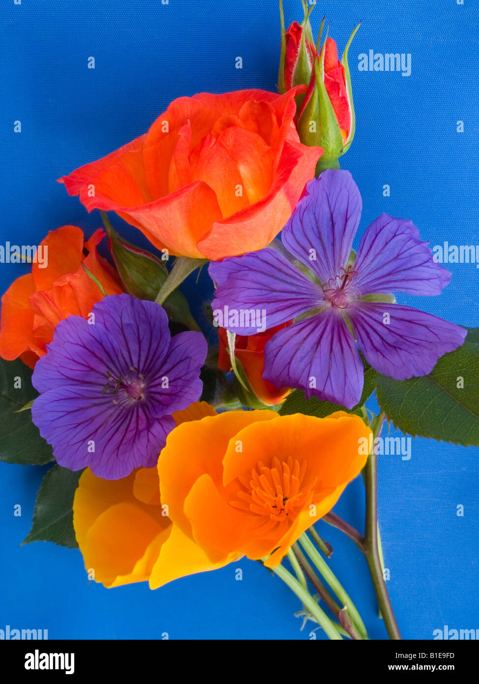 posy red roses californian poppies geranium Stock Photo - Alamy