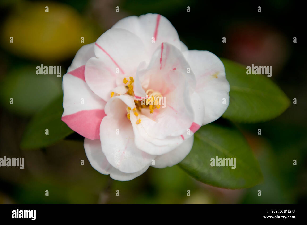 Kyoto, Japan. A single camellia flower in early spring (camellia japonica) Stock Photo