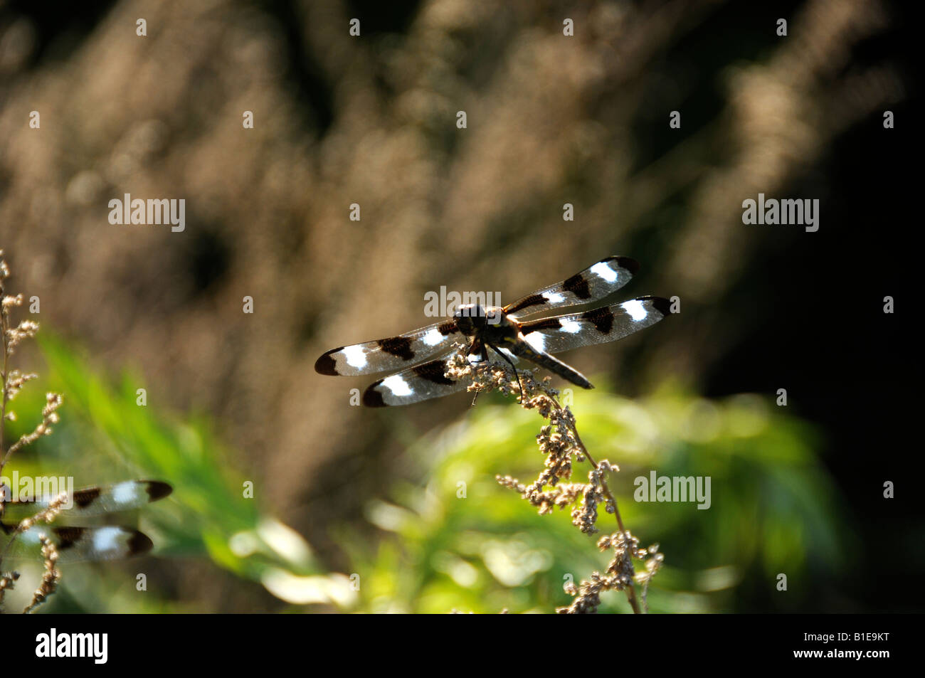 Twelve-spotted Skimmer resting on twig Stock Photo - Alamy