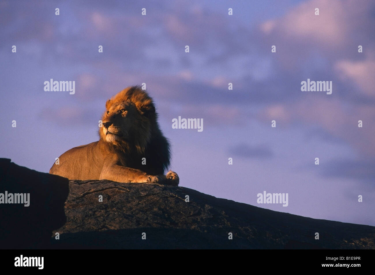 Male Lion Rock Africa High Resolution Stock Photography and Images - Alamy