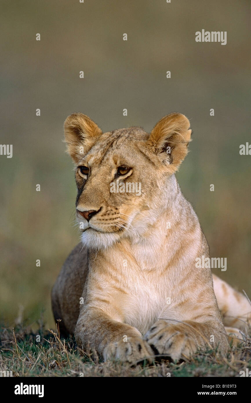 Female Lion Laying Down Africa Stock Photo Alamy