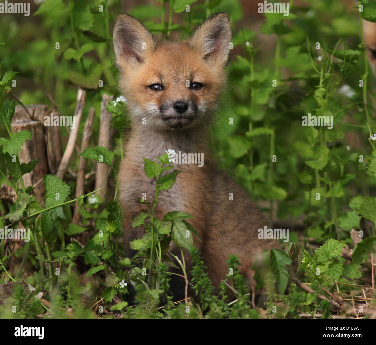 red fox pup baby Stock Photo - Alamy