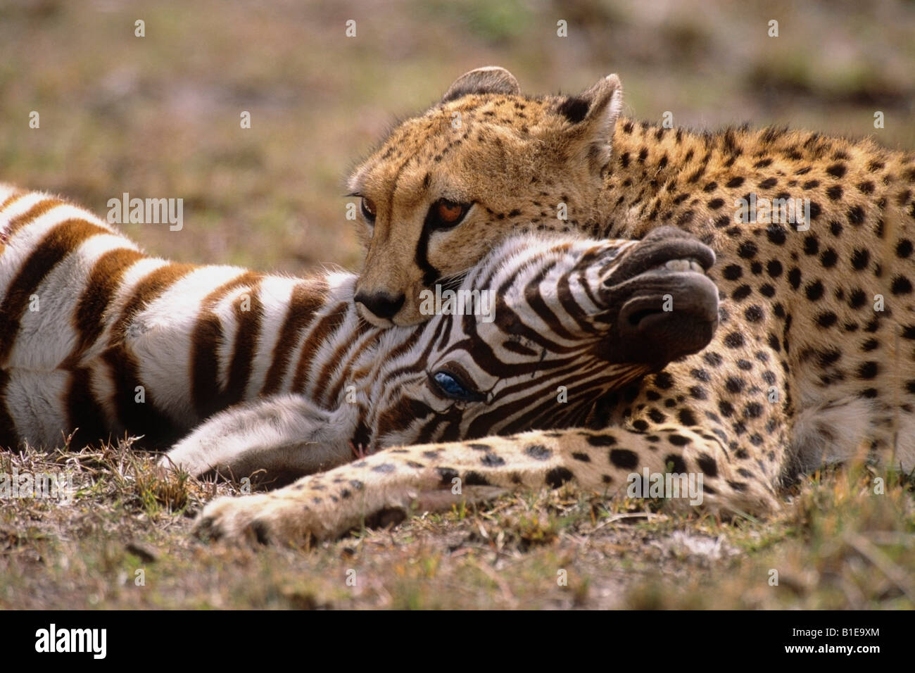 Cheetah with Zebra Kill Africa Stock Photo Alamy