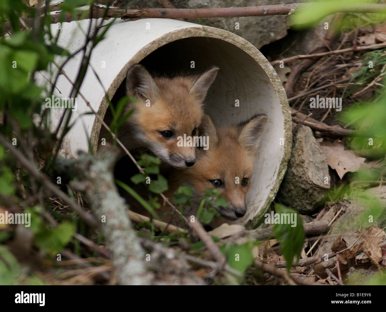 red fox pup baby young pups den pipe sewer drain urban play puppy ohio united states usa america playing puppies Stock Photo