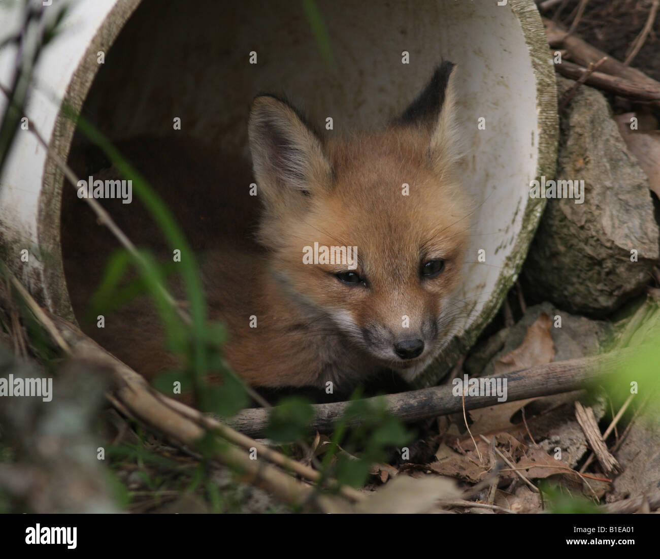 red fox pup Stock Photo