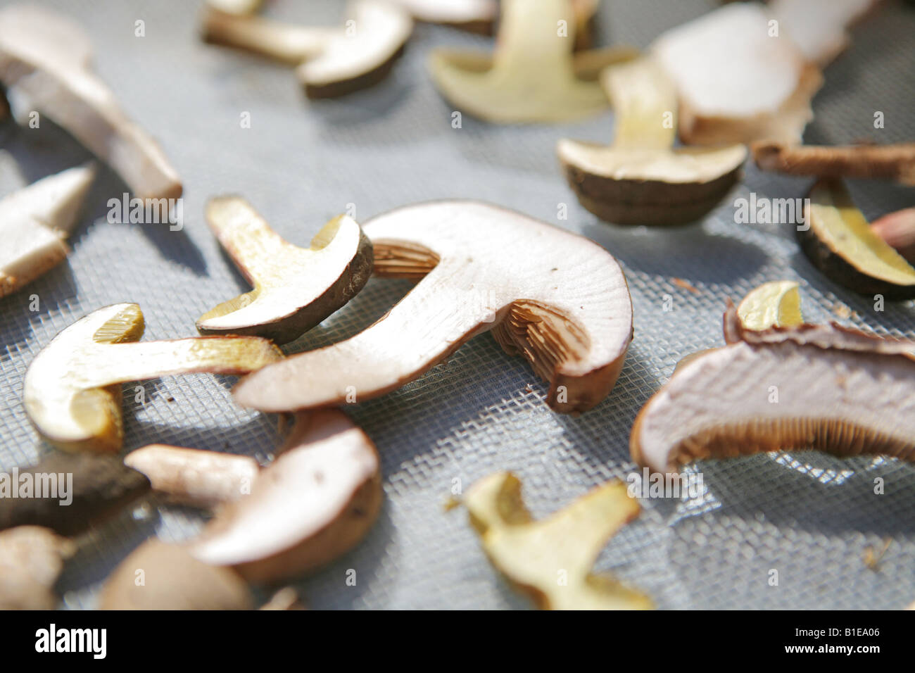 Mushrooms drying hires stock photography and images Alamy