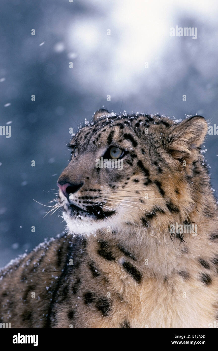 Close Up of Snow Leopard Stock Photo - Alamy