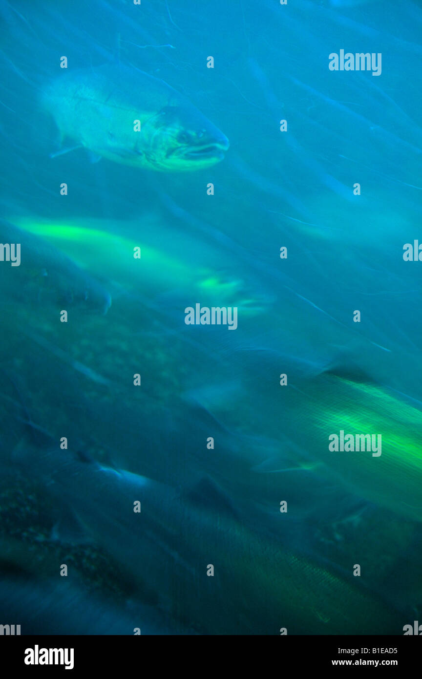 Underwater view of Silver Salmon swimming through Lake Washington ship