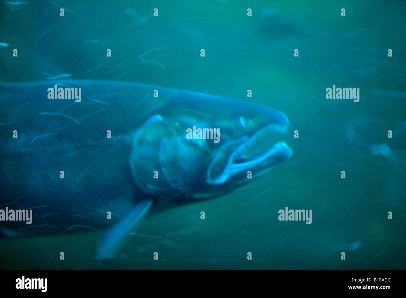 Underwater view of Silver Salmon swimming through Lake Washington ship