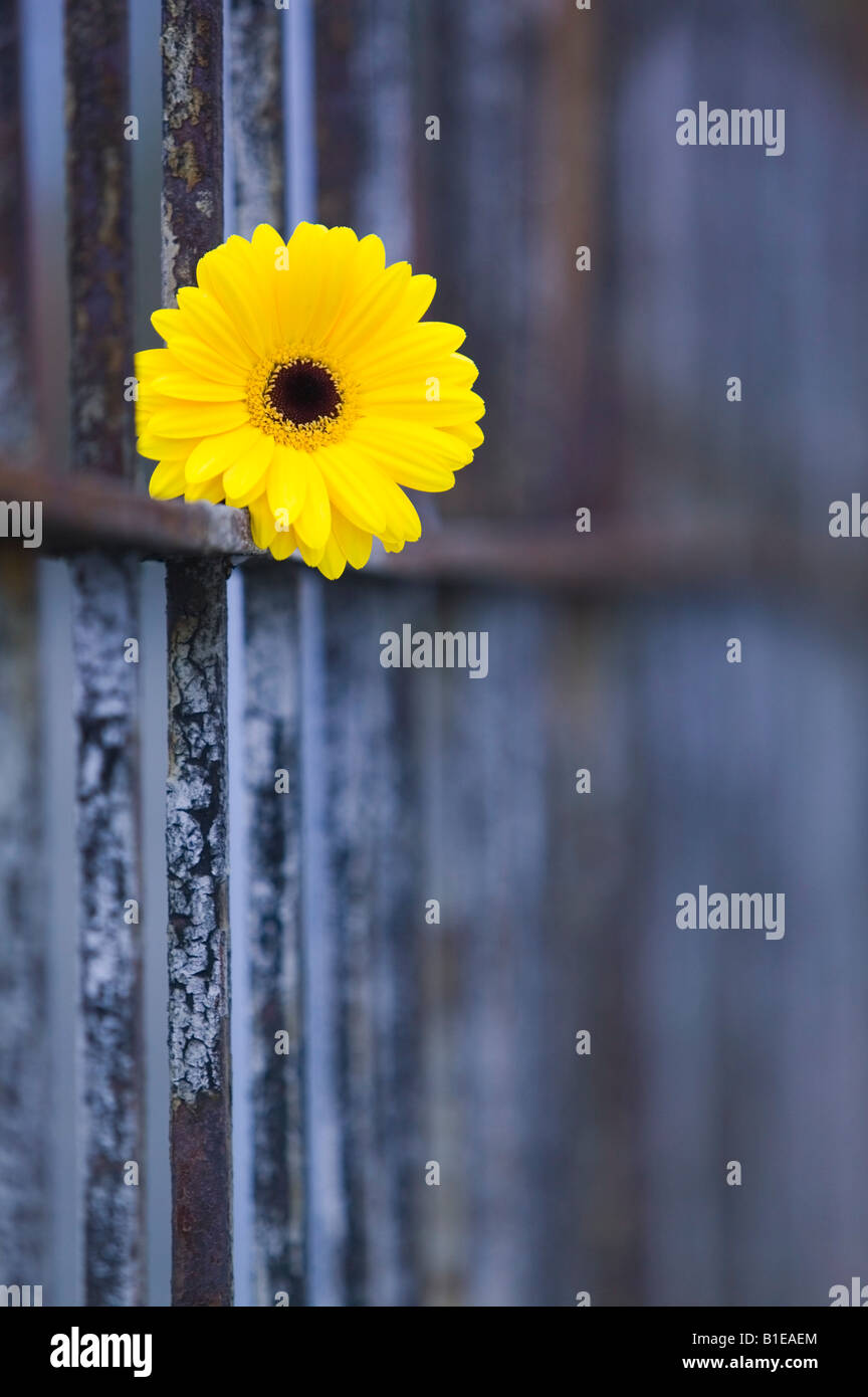 Close up of yellow Daisy on iron fence USA Stock Photo