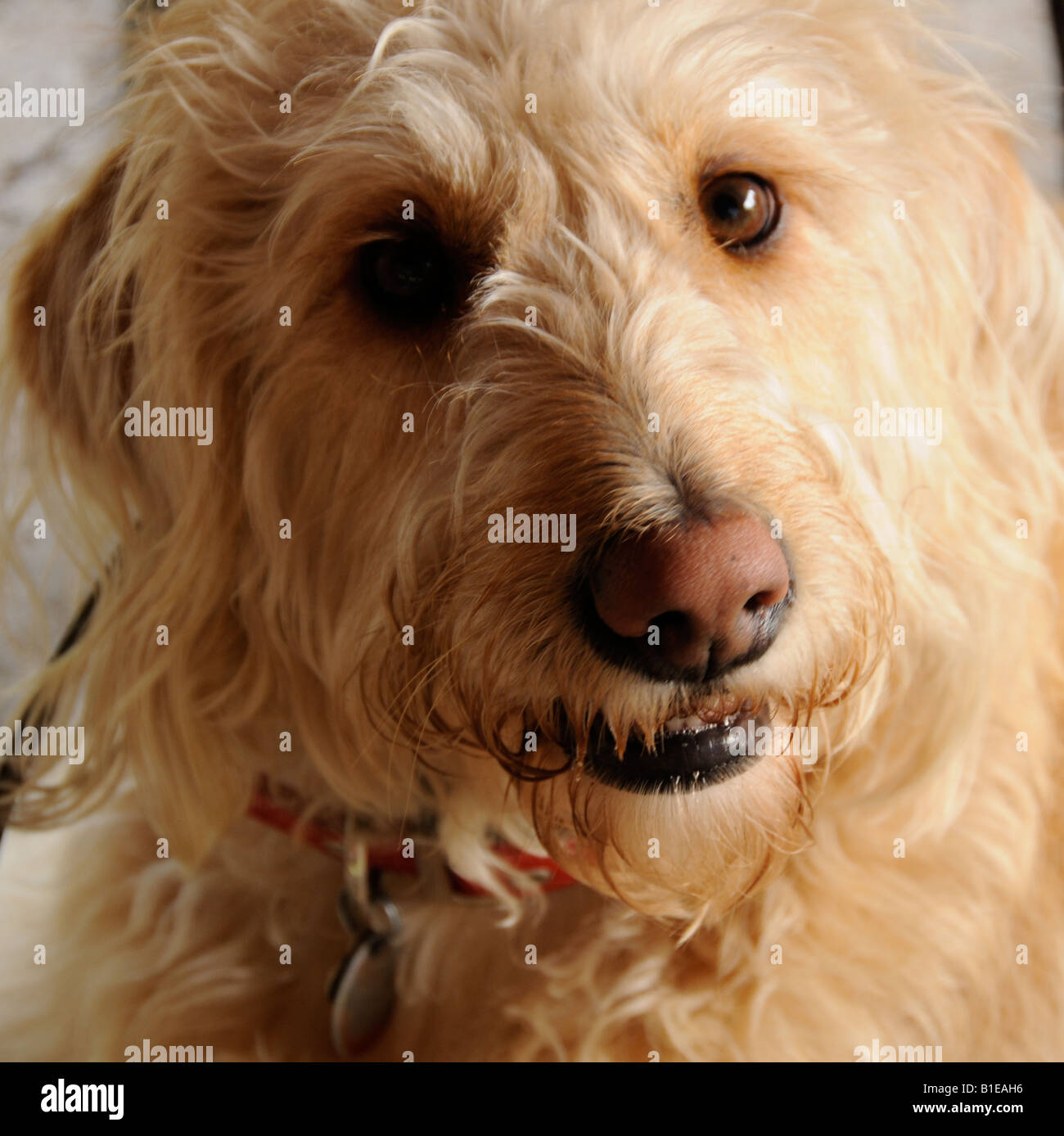 Labradoodle, Labrador Retriever and Poodle hybrid Stock Photo Alamy