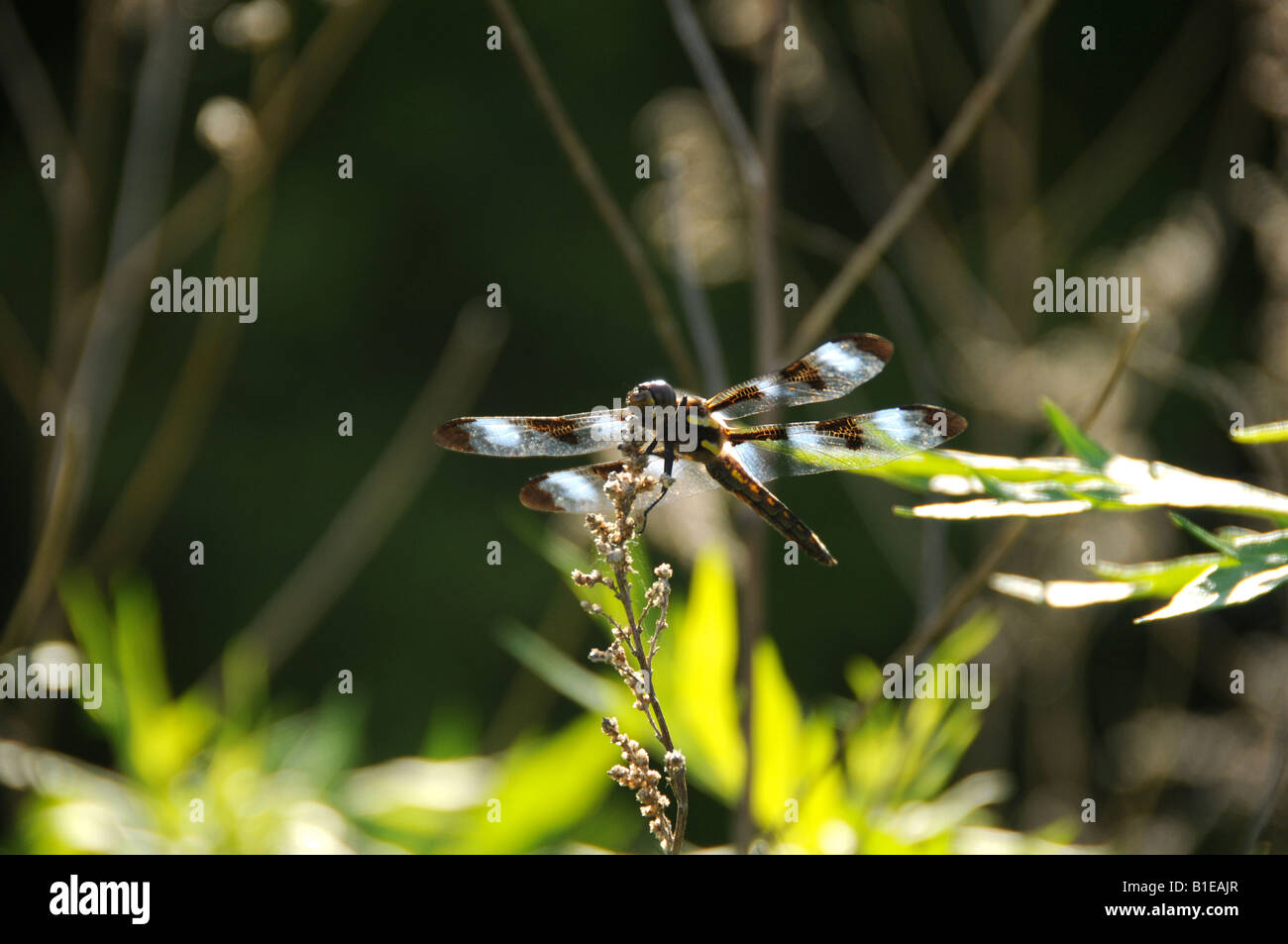 Twelve-spotted Skimmer resting on twig Stock Photo - Alamy
