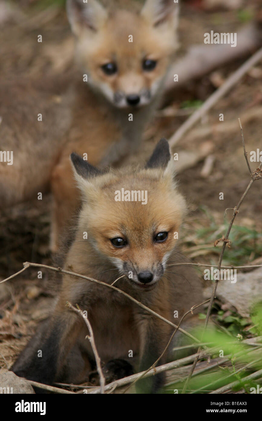 red fox pup Stock Photo