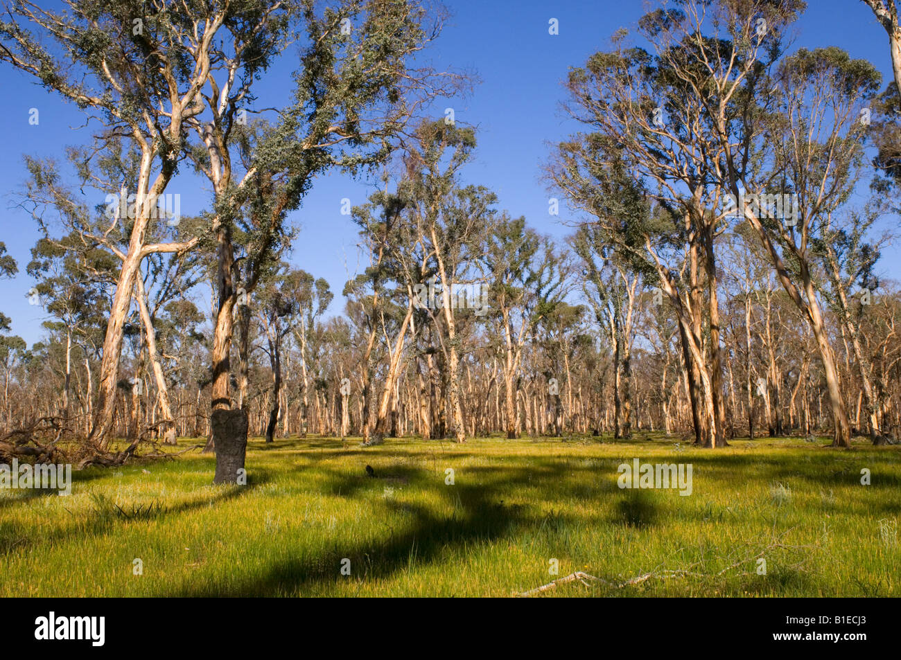 Gumtree regrowth after bushfire Stock Photo Alamy