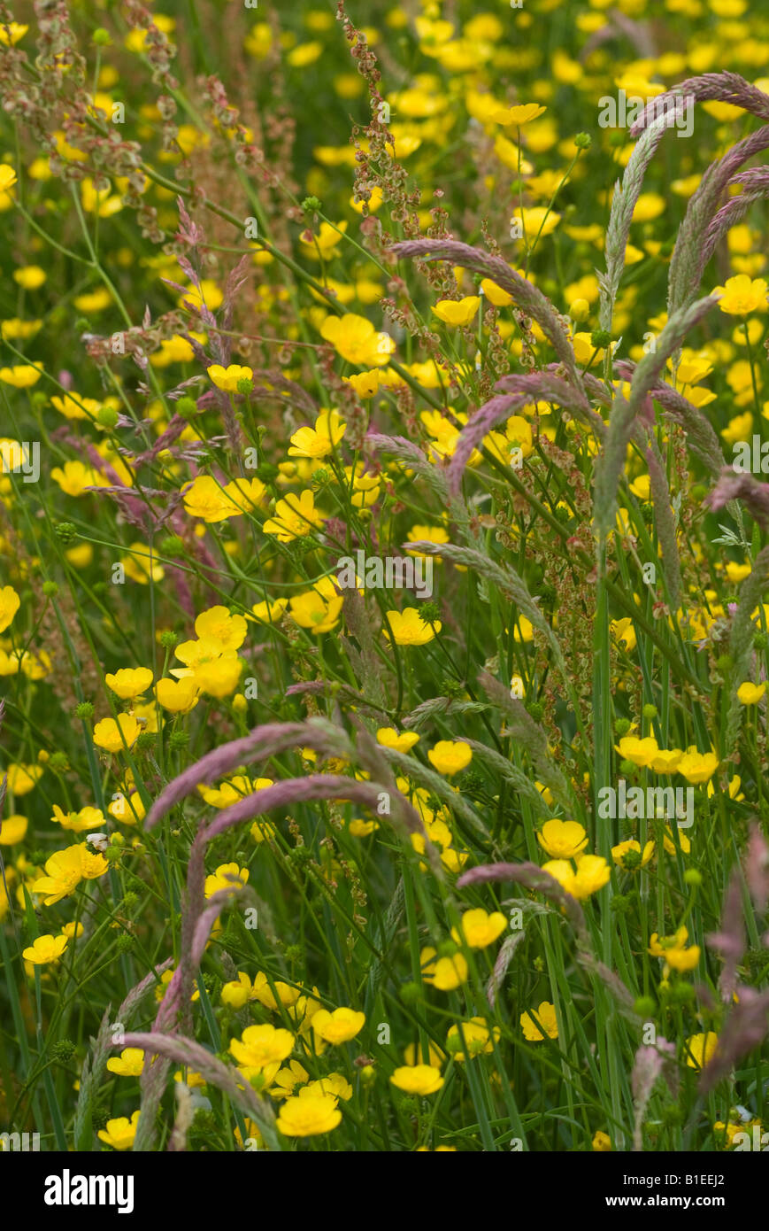 Buttercup Patch High Resolution Stock Photography and Images - Alamy