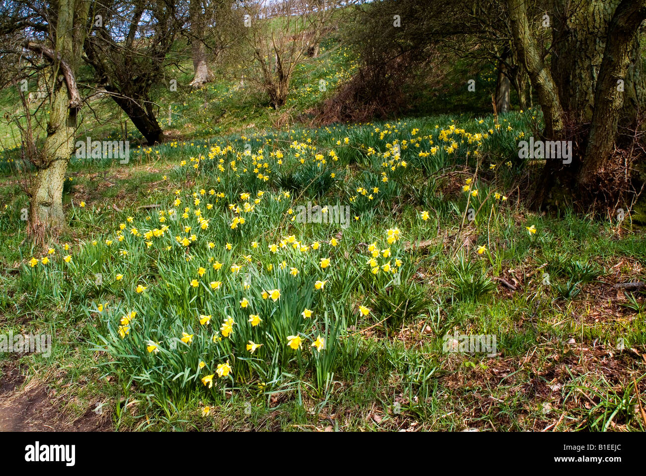 Daffodil valley yorkshire hires stock photography and images Alamy