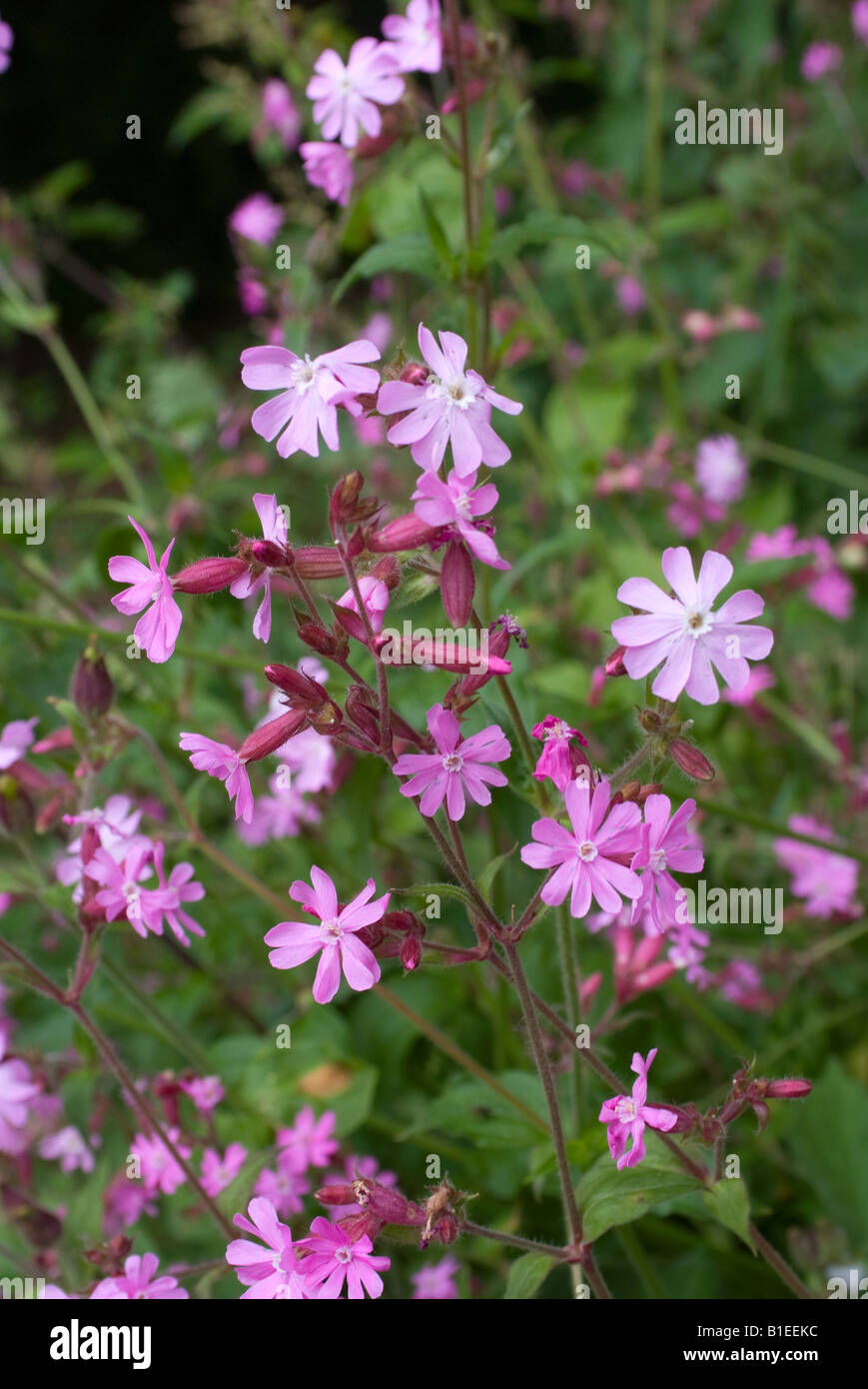 Red Campion Flowers in Meadow in the Cheshire Countryside nglandUnited Kingdom Stock Photo
