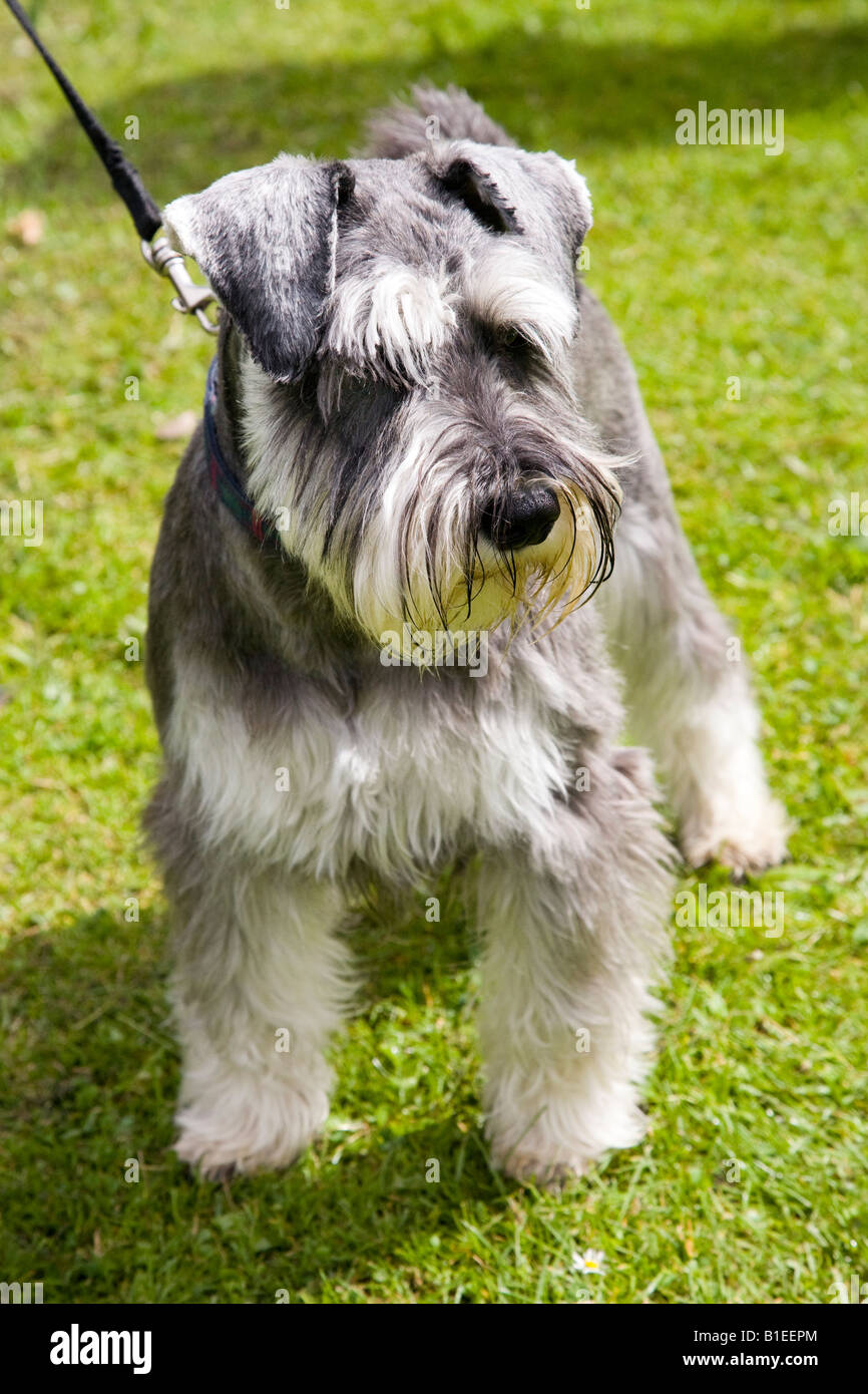 Miniature Schnauzer show dog on lead Stock Photo Alamy