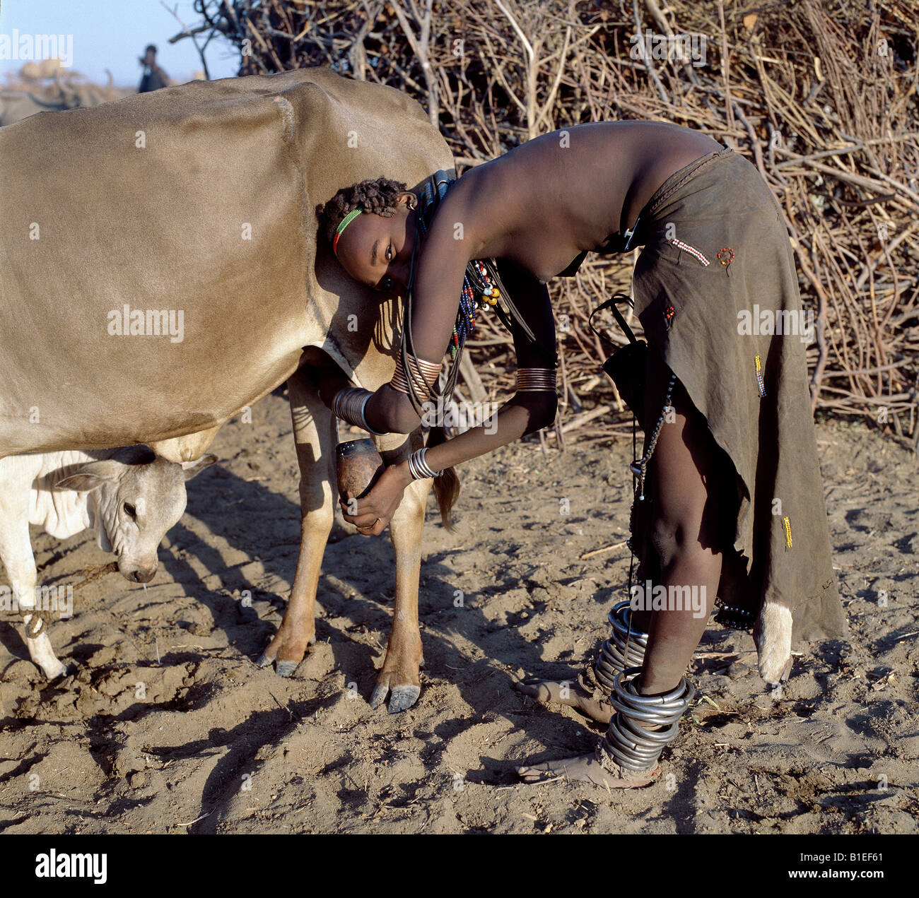 In the early morning, a Dassanech girl milks a cow outside a settlement of the Dassanech people in the Omo Delta. Stock Photo