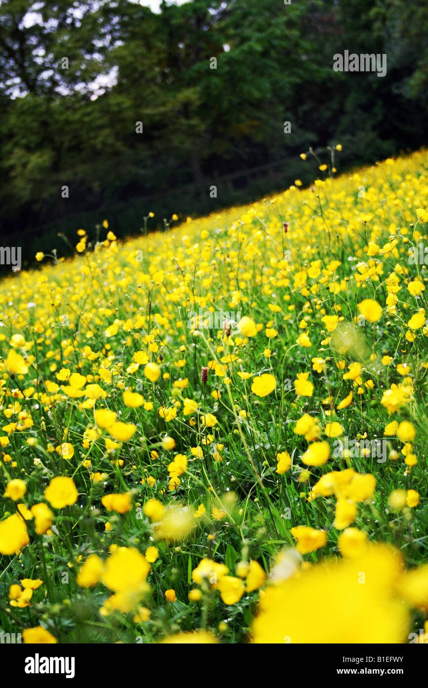 angled shot of buttercup field Stock Photo