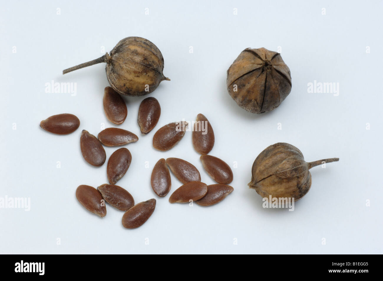 Common Flax, Linseed (Linum usitatissimum), fruit capsules and seeds