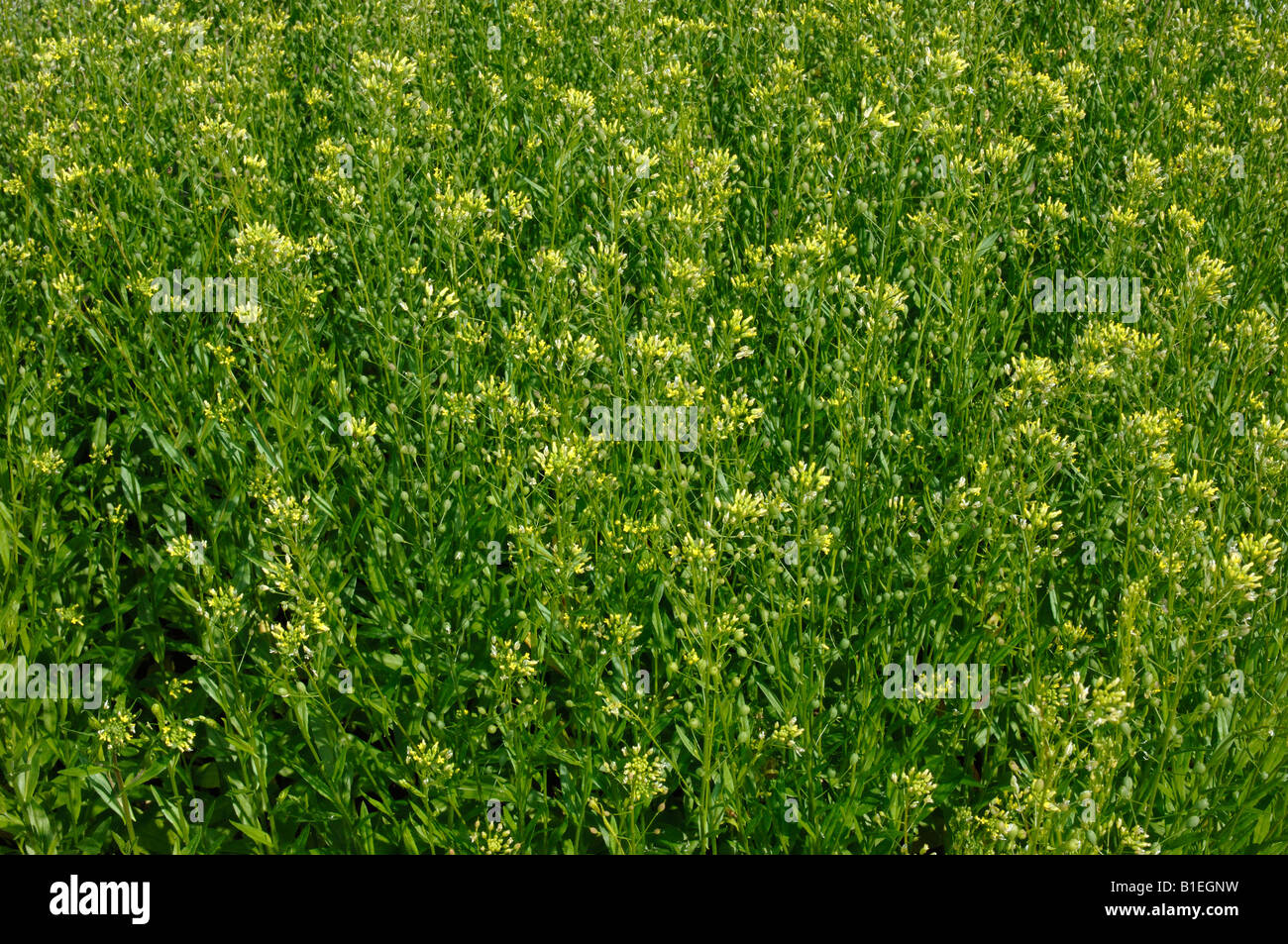 Gold of pleasure, False Flax (Camelina sativa), flowering field Stock Photo