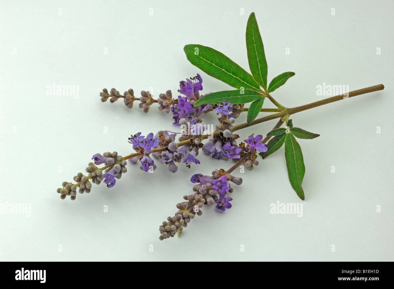 Mediterranean Chaste Tree (Vitex agnus-castus), flowering twig, studio picture Stock Photo