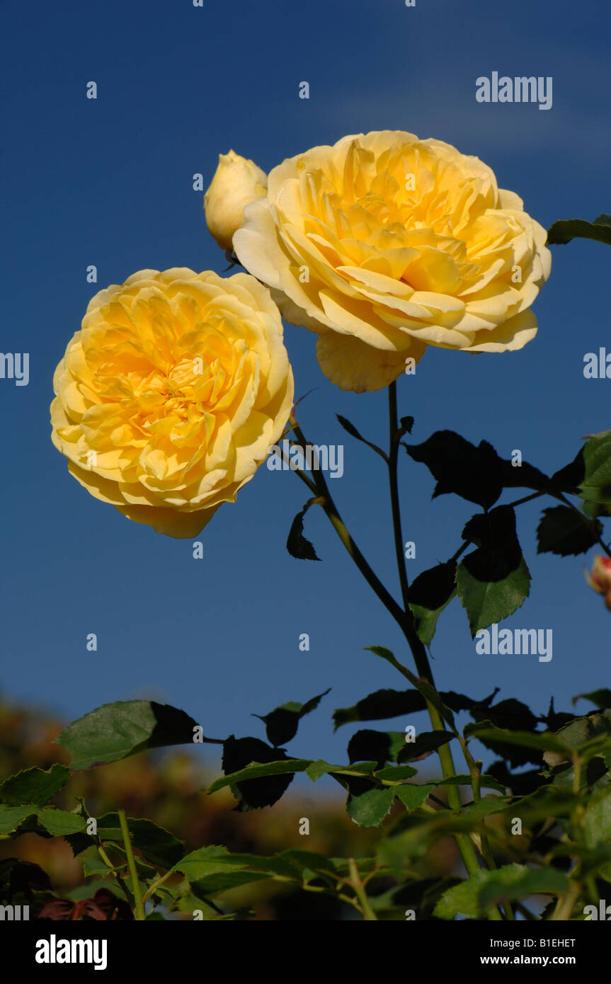 English Garden Rose, Austin Rose (Rosa Molineux), flowers Stock Photo