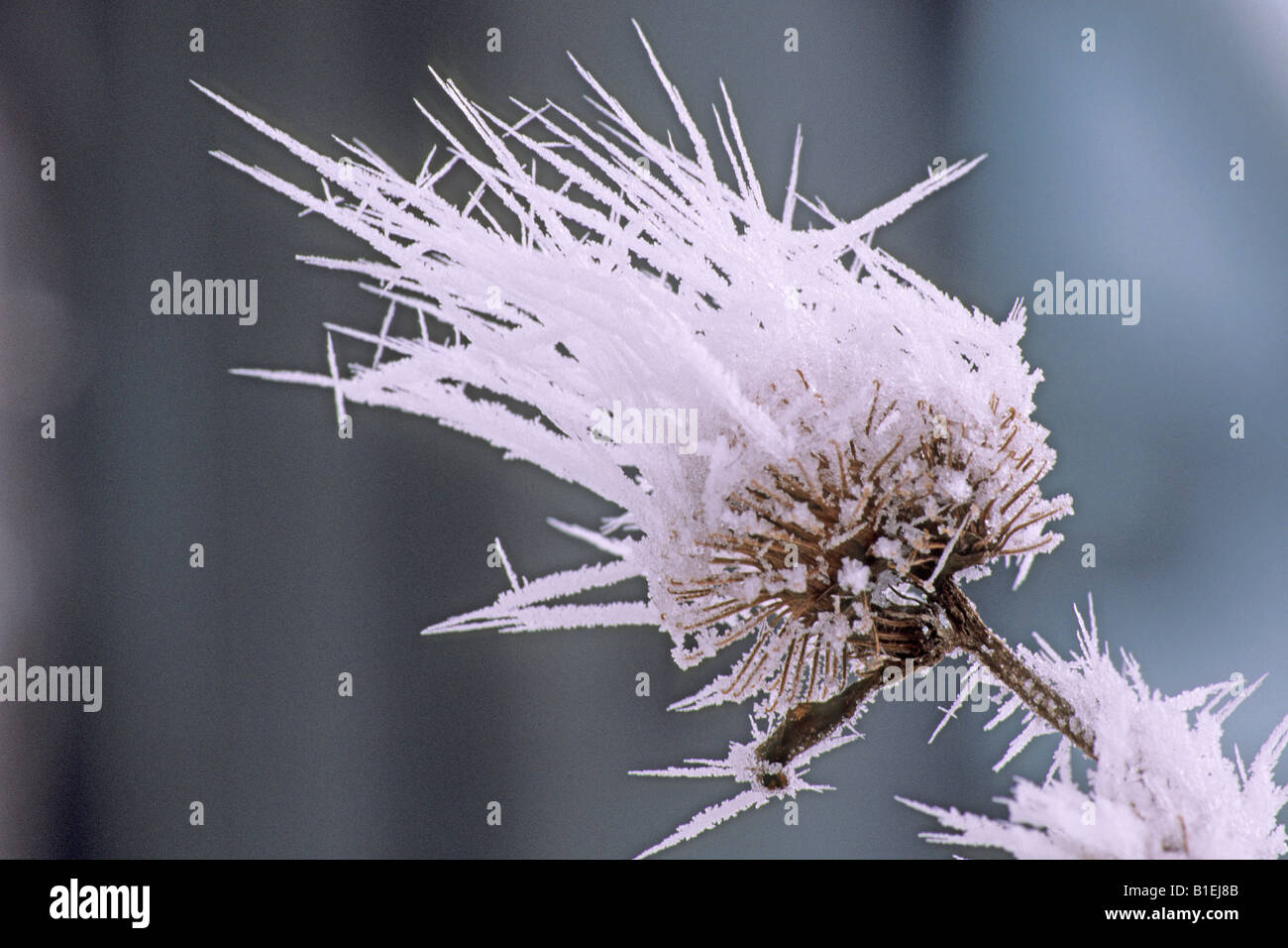 Hairy Burdock (Arctium tomentosum) in hoarfrost Stock Photo