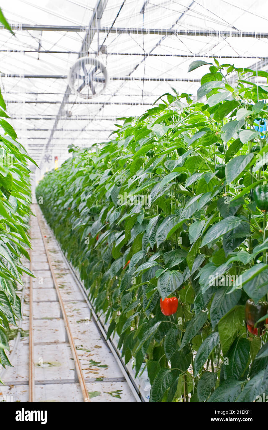 Long rows of bell peppers on vines in a professional greenhouse with maintenance track in