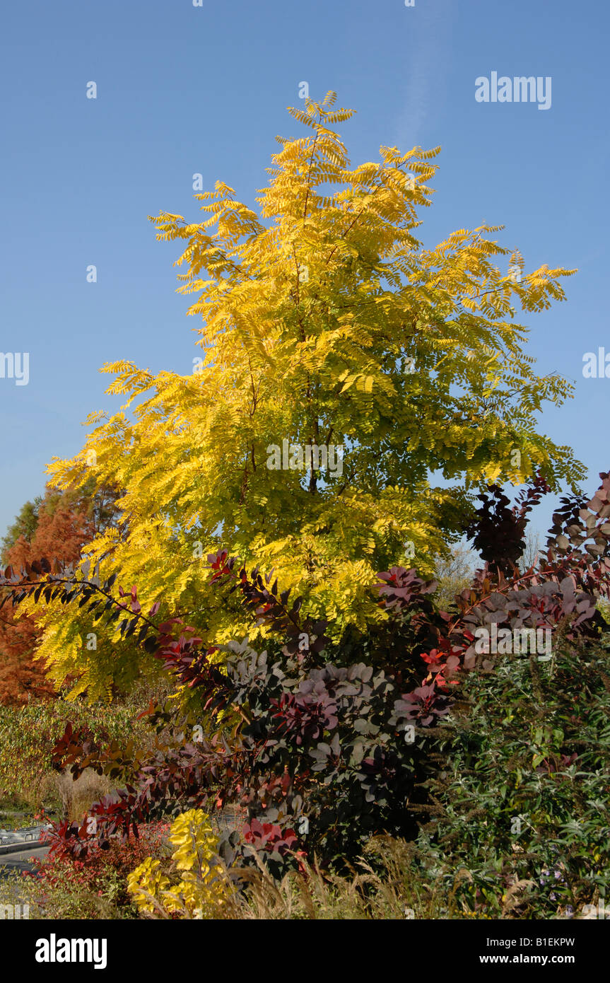 Robinia Black Locust Tree Common Acacia Robinia Pseudacacia Friesia With Autumn Leaves Stock Photo Alamy Robinia Black Locust Tree Common Acacia Robinia Pseudacacia Friesia With Autumn Leaves Stock Photo Alamy