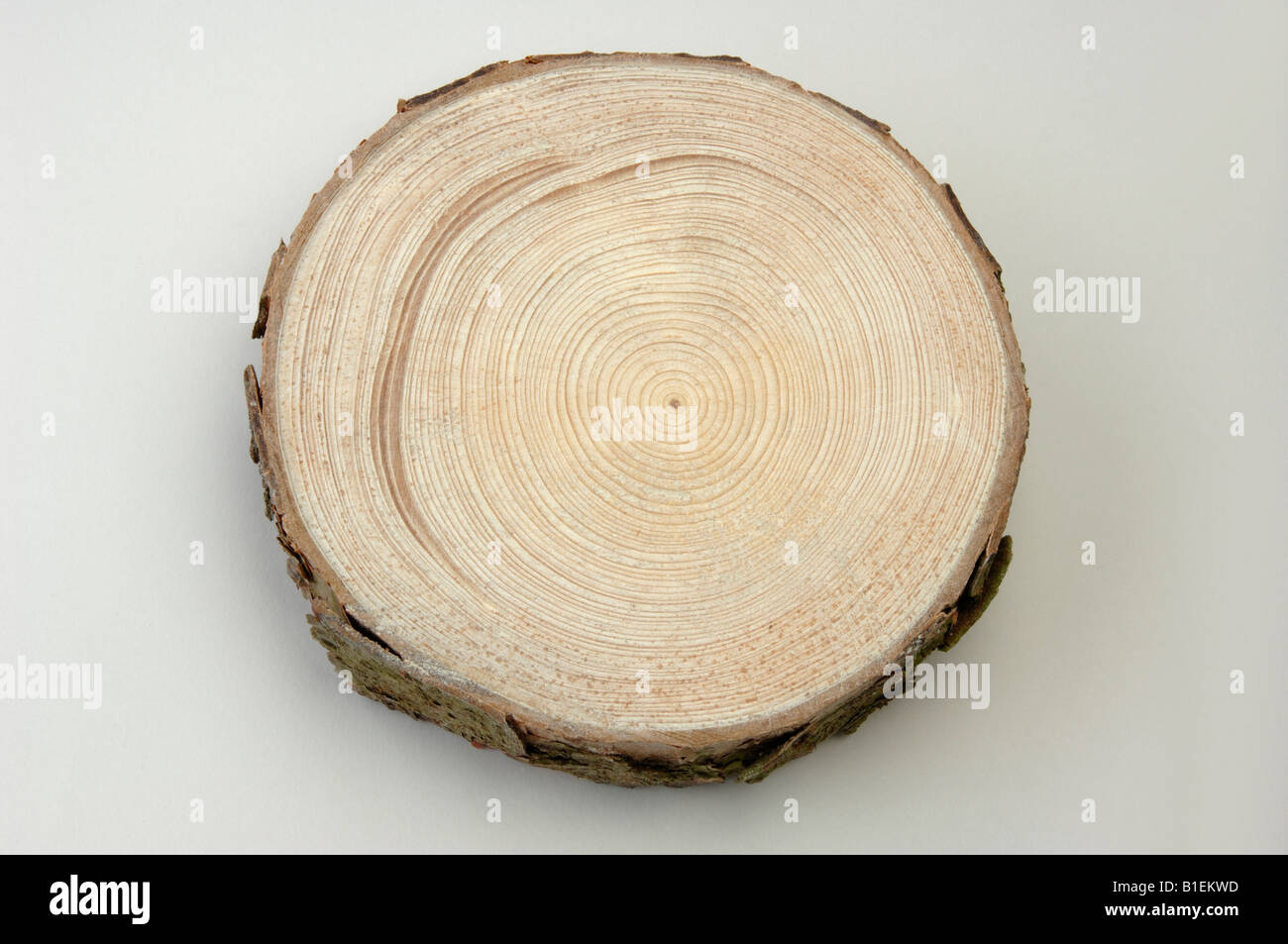 Common Spruce, Norway Spruce (Picea abies), trunk in cross section, studio picture Stock Photo