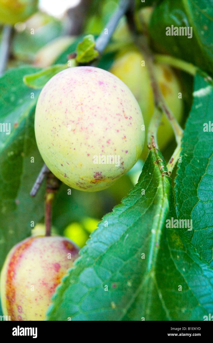 Young plum fruit on tree Stock Photo