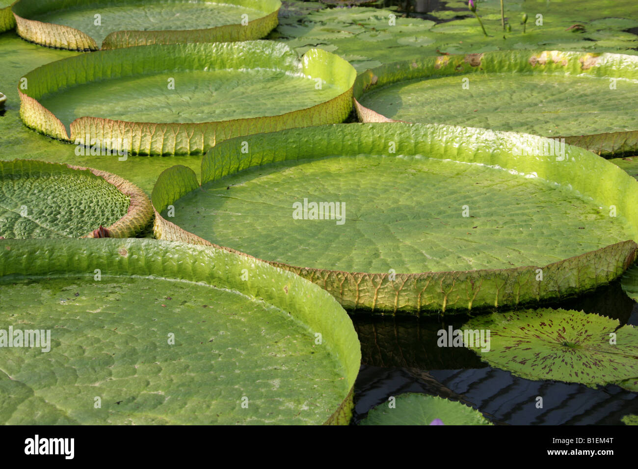 Santa Cruz Water Lily, Victoria cruziana Nymphaeaceae Stock Photo
