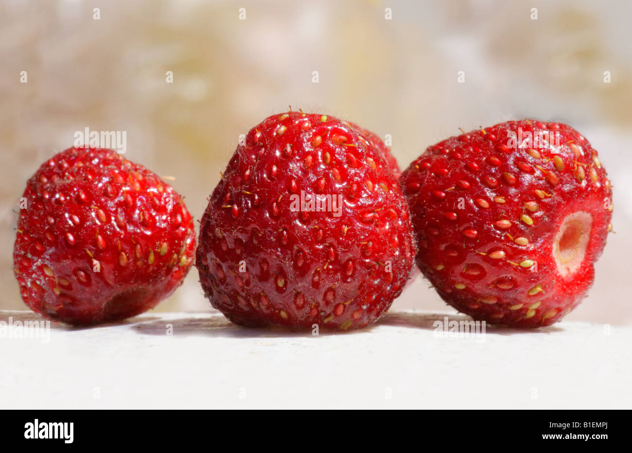 Large group wild strawberry hi-res stock photography and images - Alamy