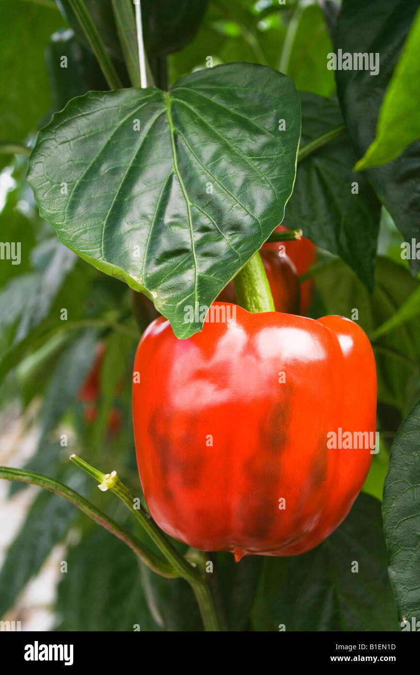 Bell peppers ripening on the vine in professional greenhouse Stock