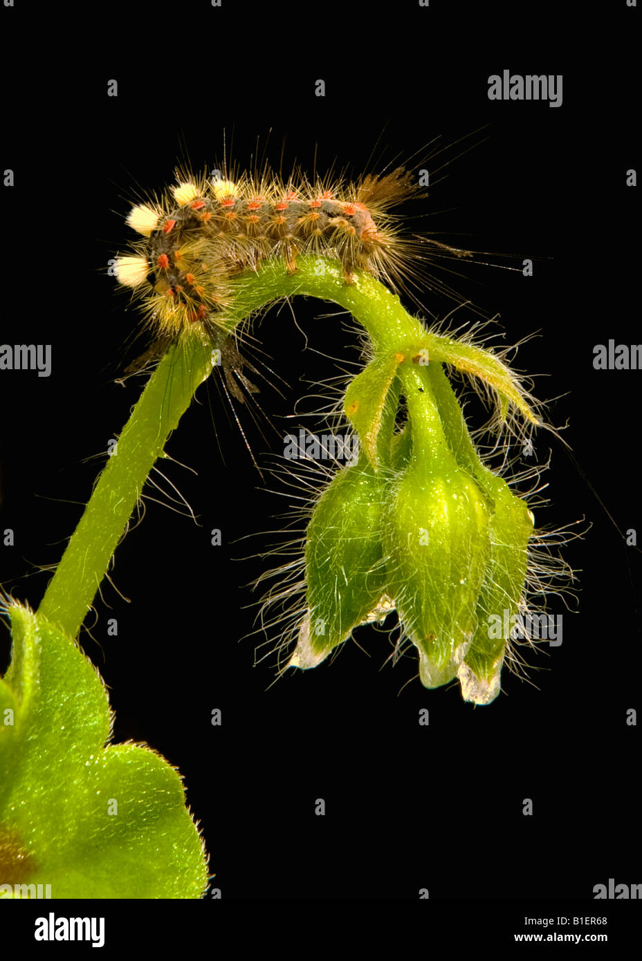 Vapourer moth catterpillar Orgyia antiqua on geranium Stock Photo