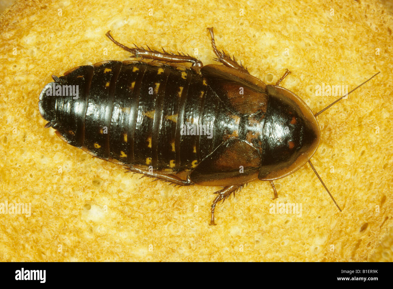 Argentinian Cockroach (Blatta dubia), on bread Stock Photo