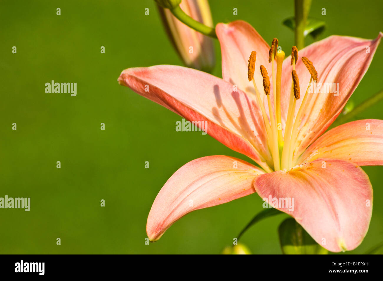 big beautiful lily Stock Photo Alamy