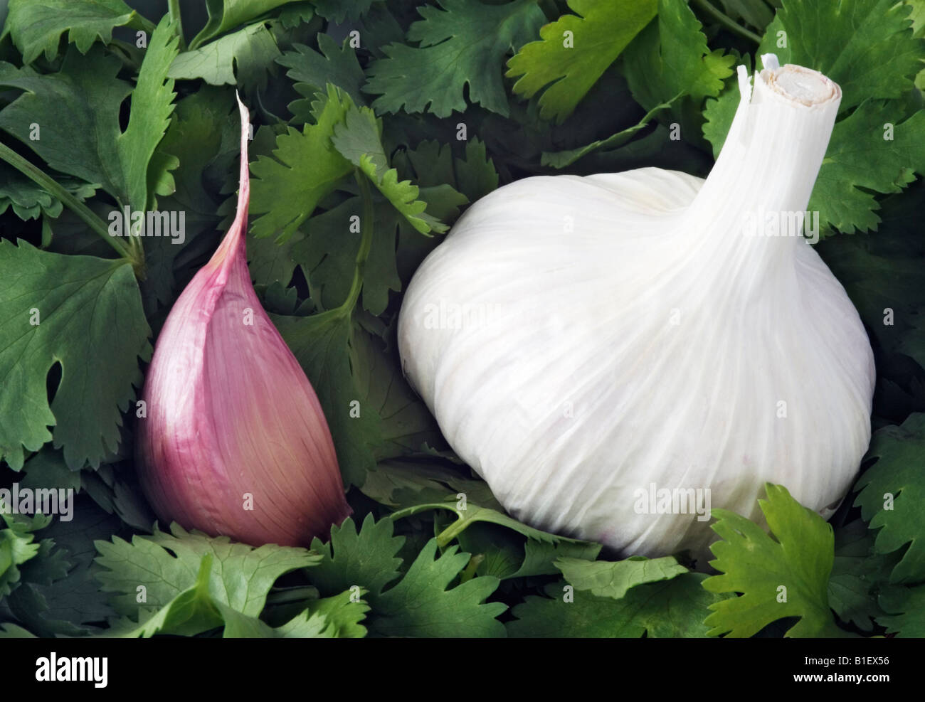 Garlic and fresh Coriander Stock Photo Alamy