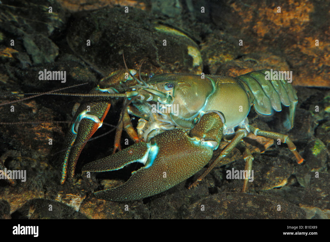 Signal Crayfish (Pacifastacus leniusculus Stock Photo Alamy