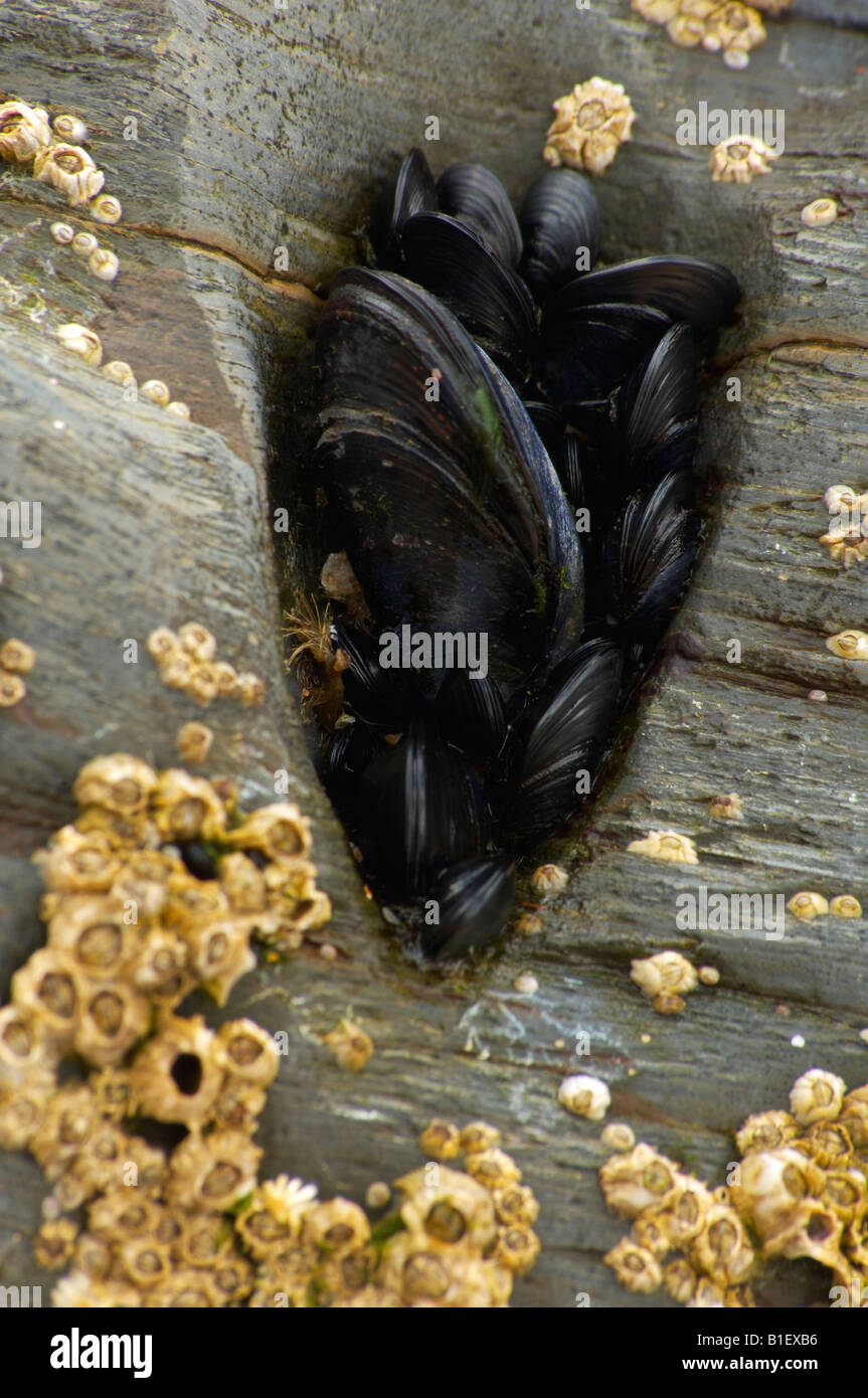 Mussels growing on rock on hires stock photography and images Alamy