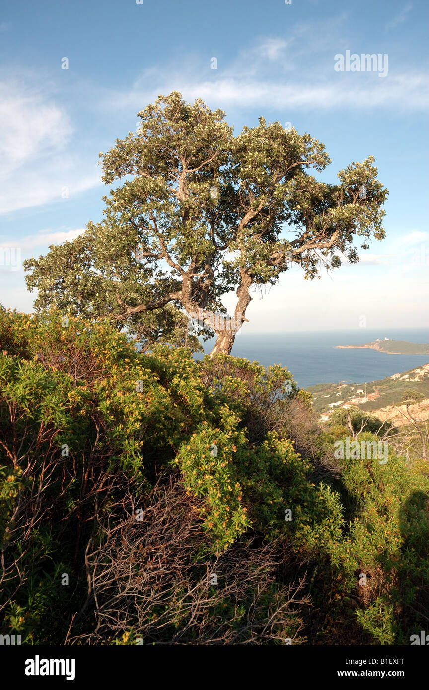 Maquis plant hi-res stock photography and images - Alamy