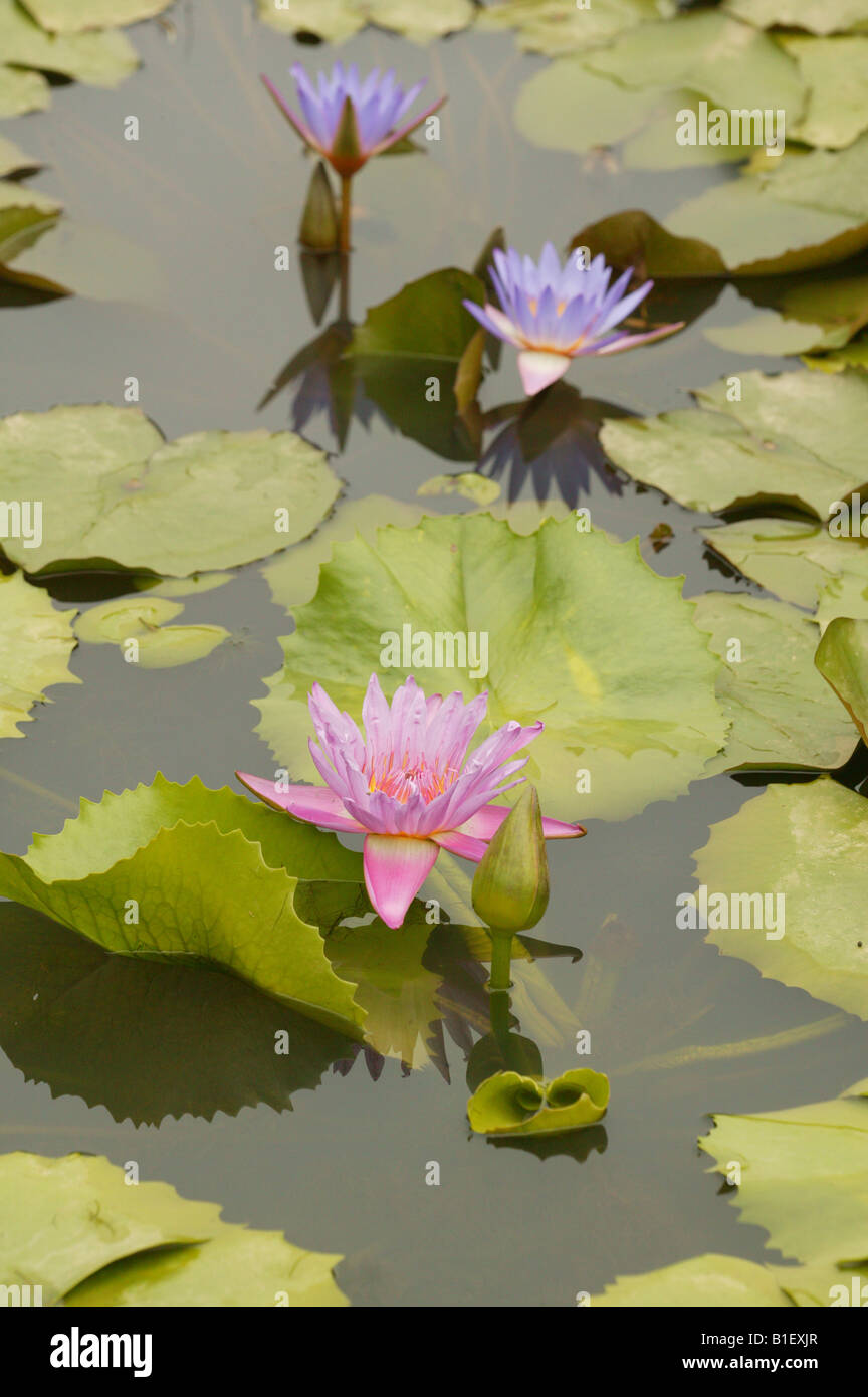 Asian plant hi-res stock photography and images - Alamy