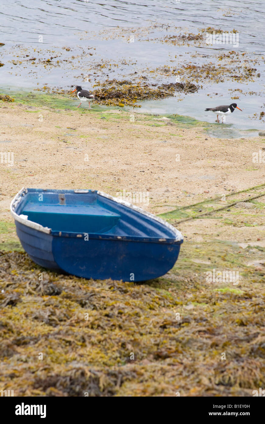 Boat and oystercatchers on the beach Stock Photo