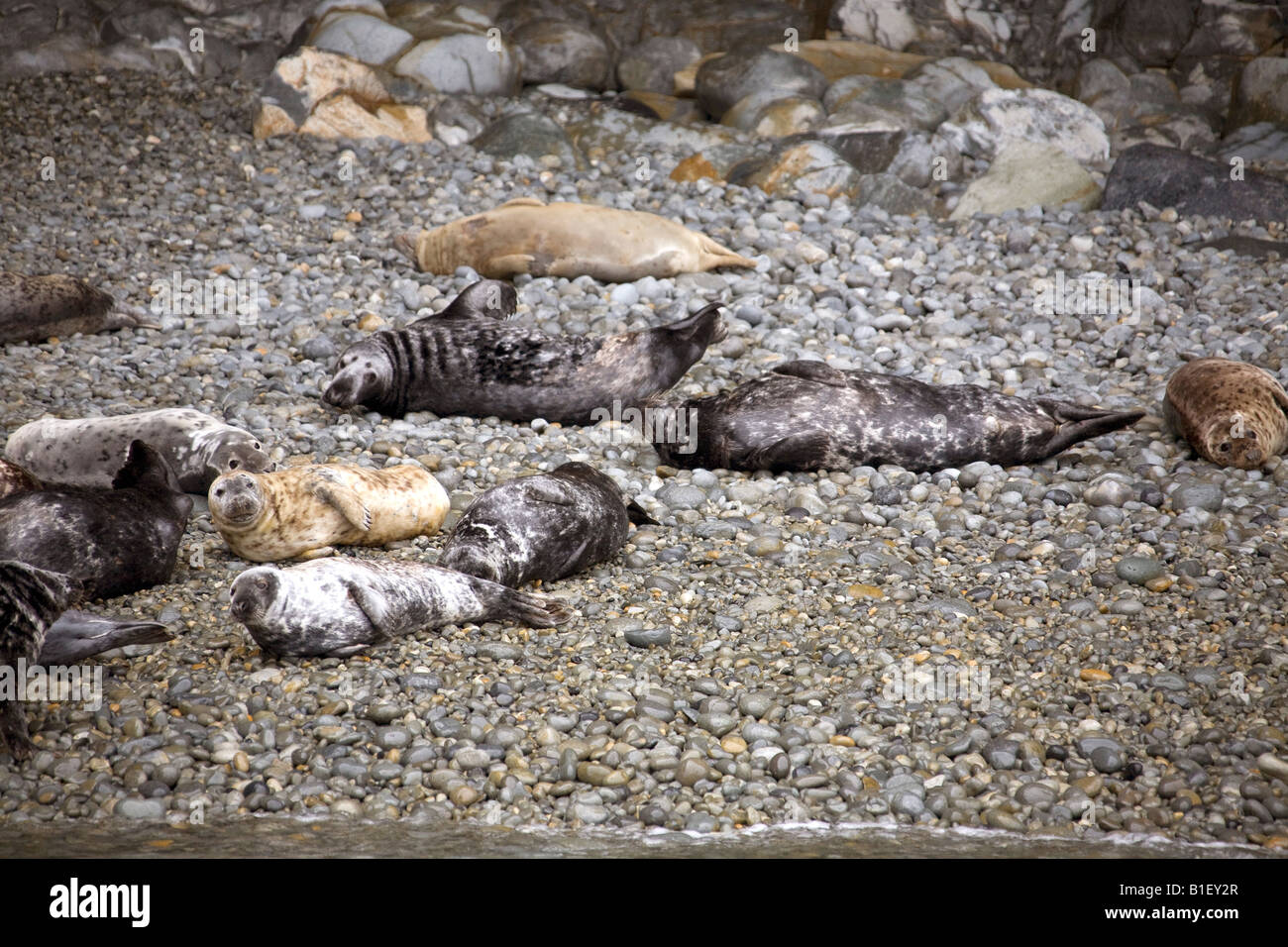 Atlantic grey seals basking on bachelor beach,Ramsey Island, horizontal