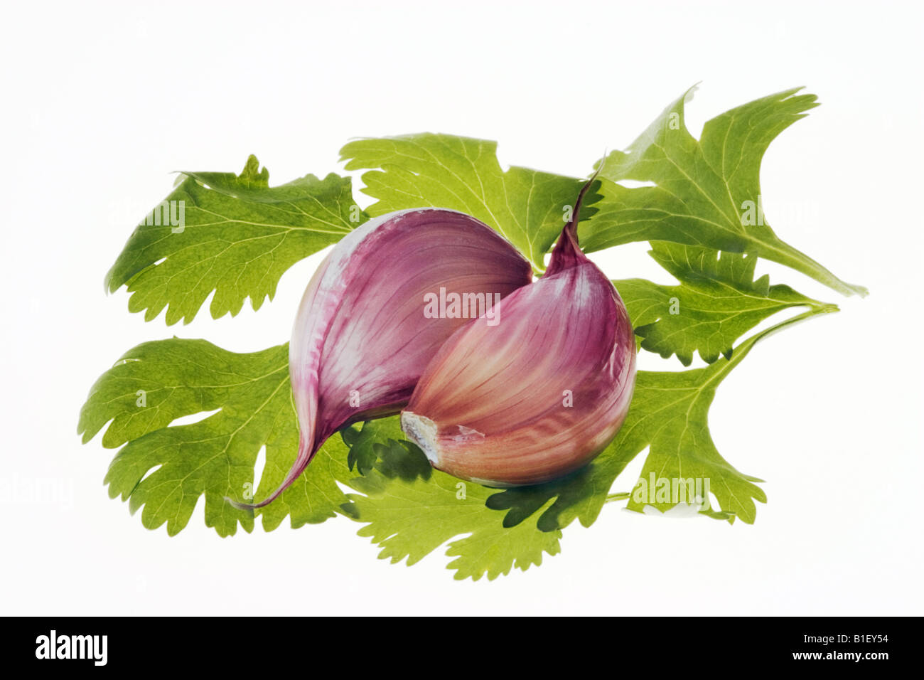 Two Garlic cloves on fresh coriander leaves Stock Photo Alamy