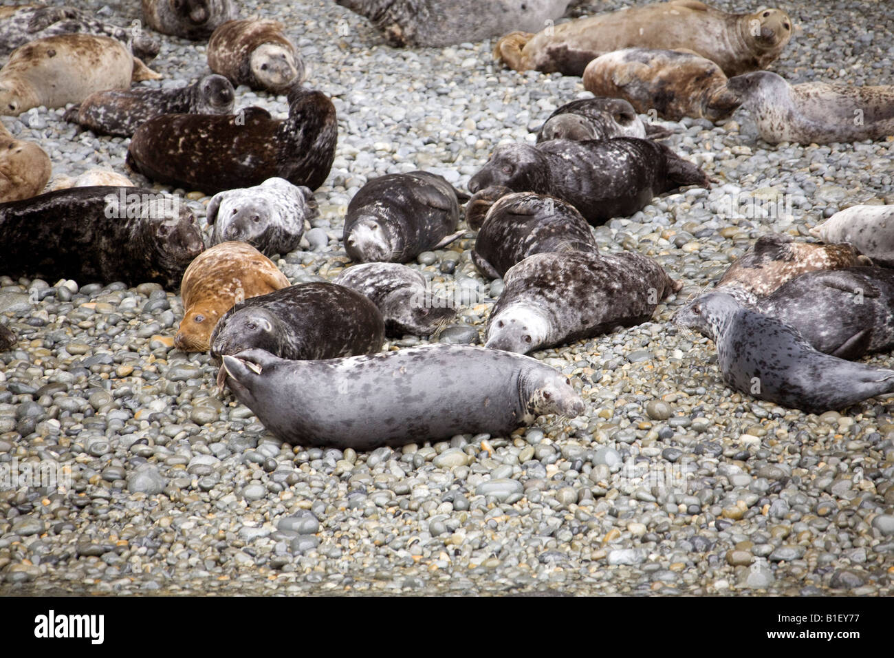 Atlantic grey seals basking on bachelor beach,Ramsey Island, horizontal